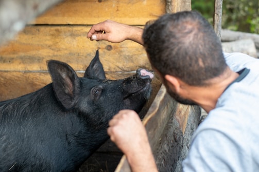 A person is interacting with a black pig within a wooden enclosure. The person's hand is extended towards the pig, which is facing them with its snout slightly lifted. The setting appears rustic, with wooden textures surrounding the scene.