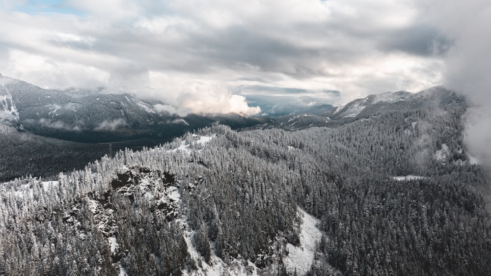 green trees during winter season