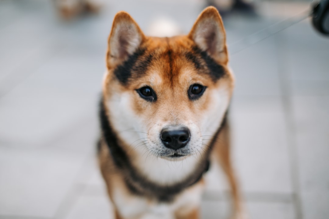 shallow focus photo of short-coated brown and white dog
