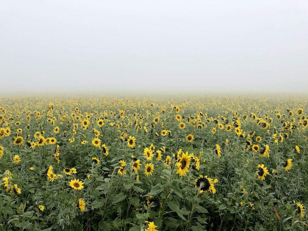 yellow sunflowers