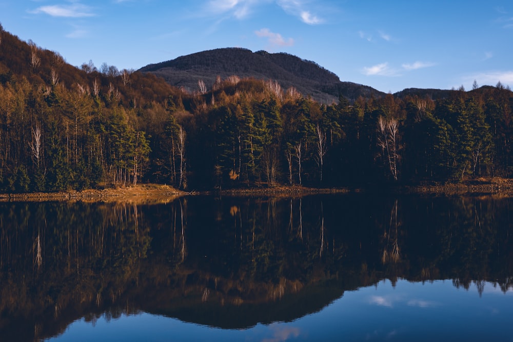 reflection of trees on body of water during daytime