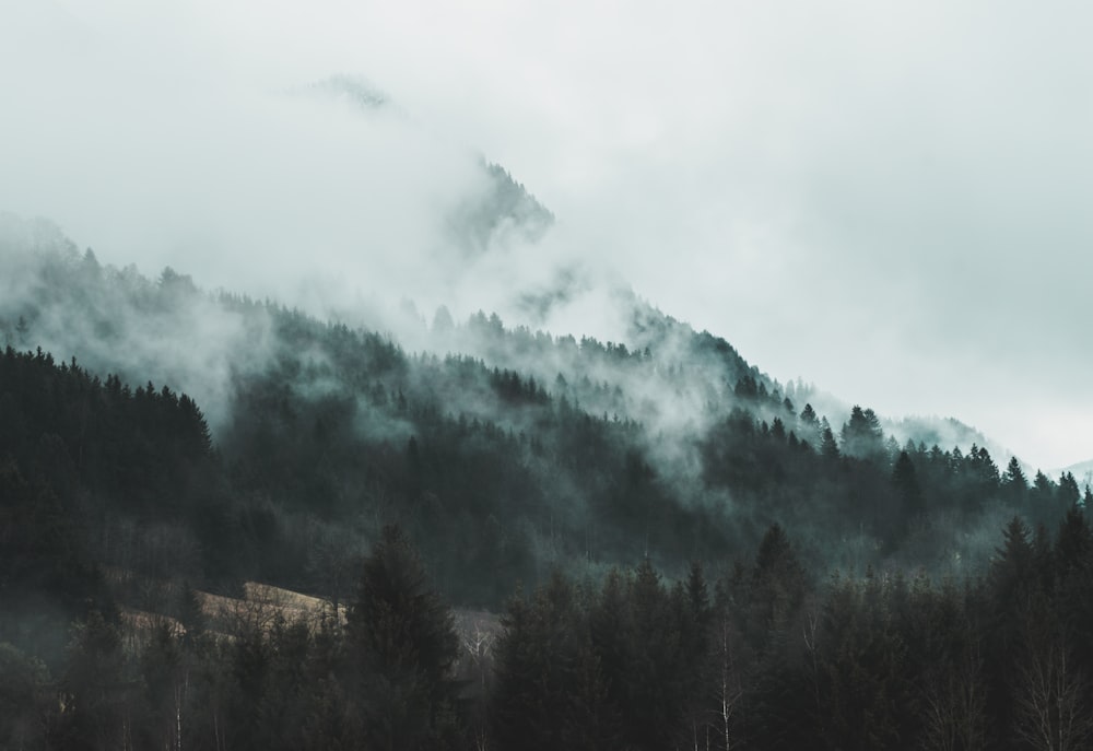 green forest during daytime