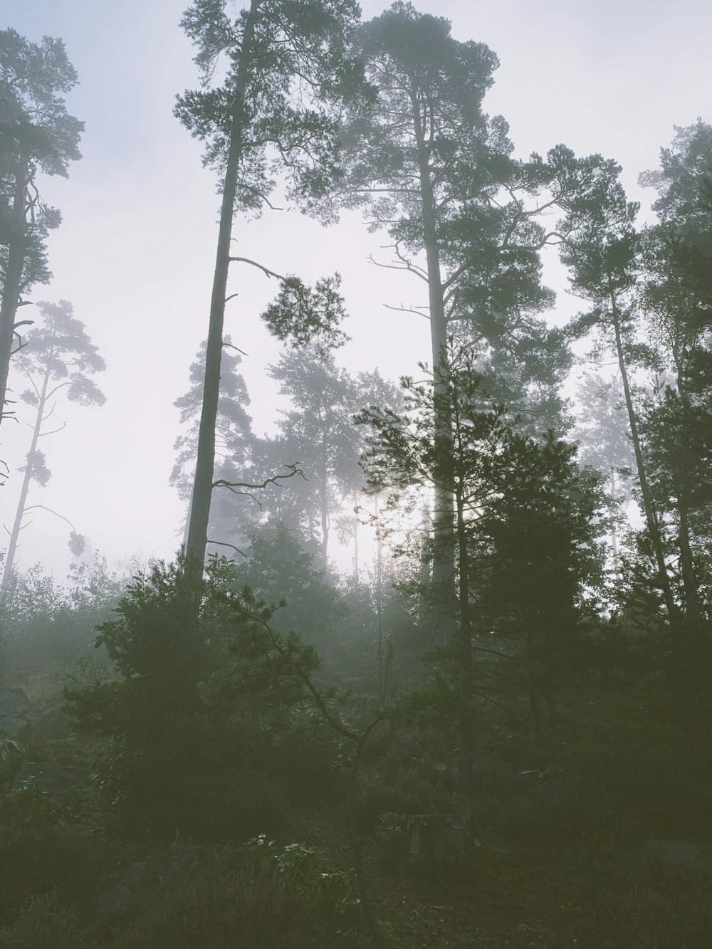 green trees during daytime