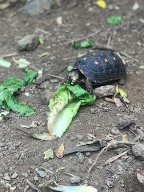 black and yellow turtle on ground