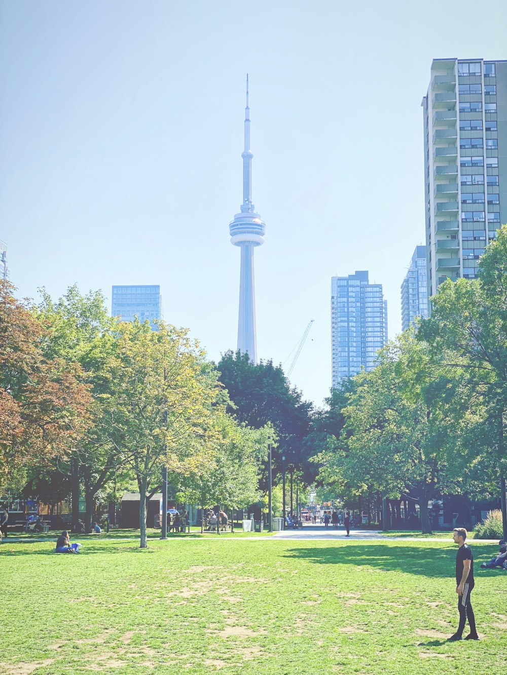 person in black T-shirt near green trees during daytime