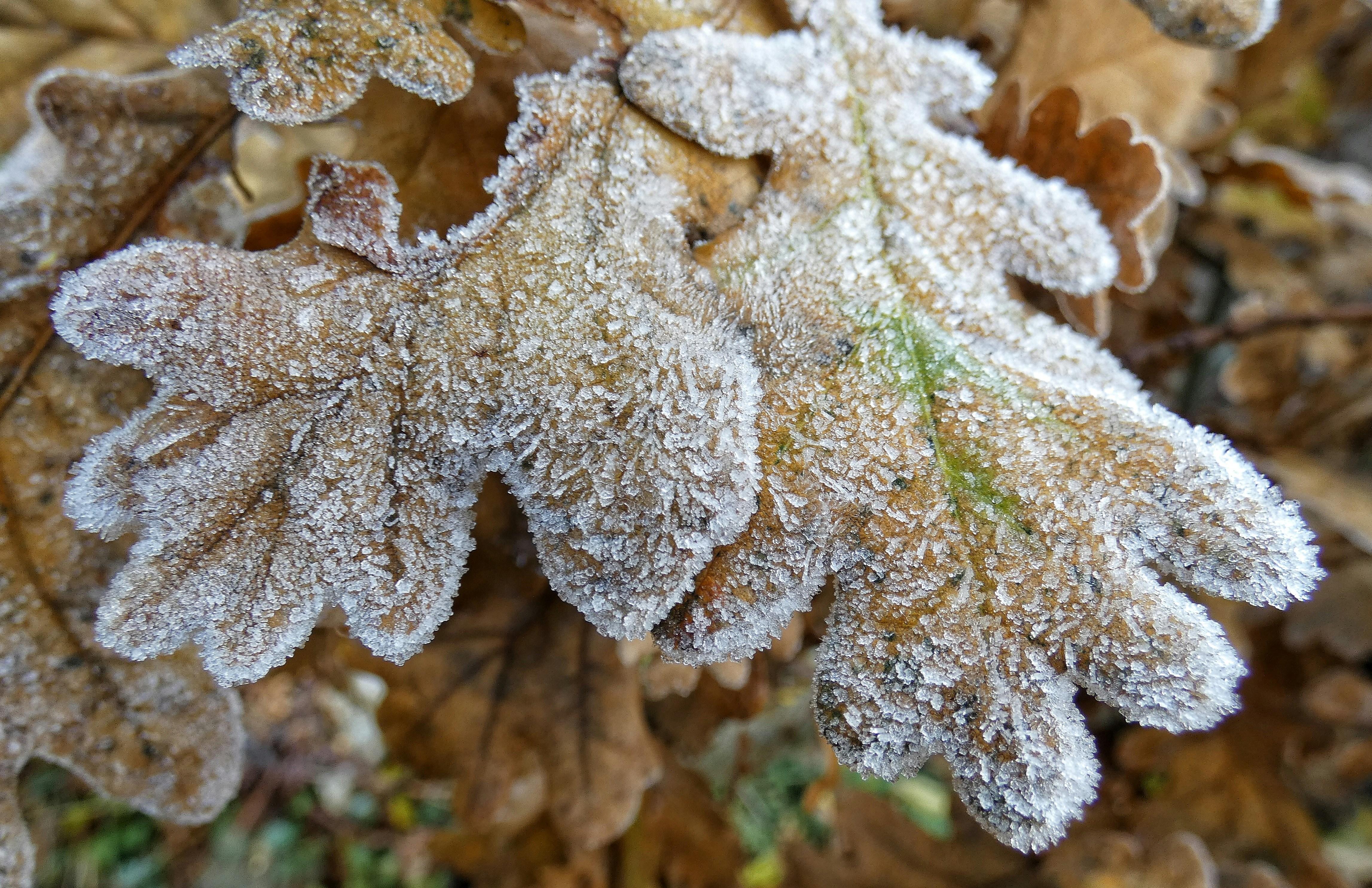 Photo by plasmuis1950