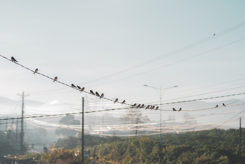 birds on the wire photograph