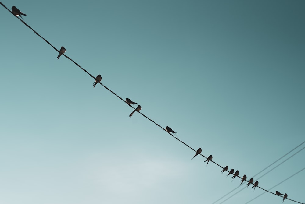 bird on the wire photograph