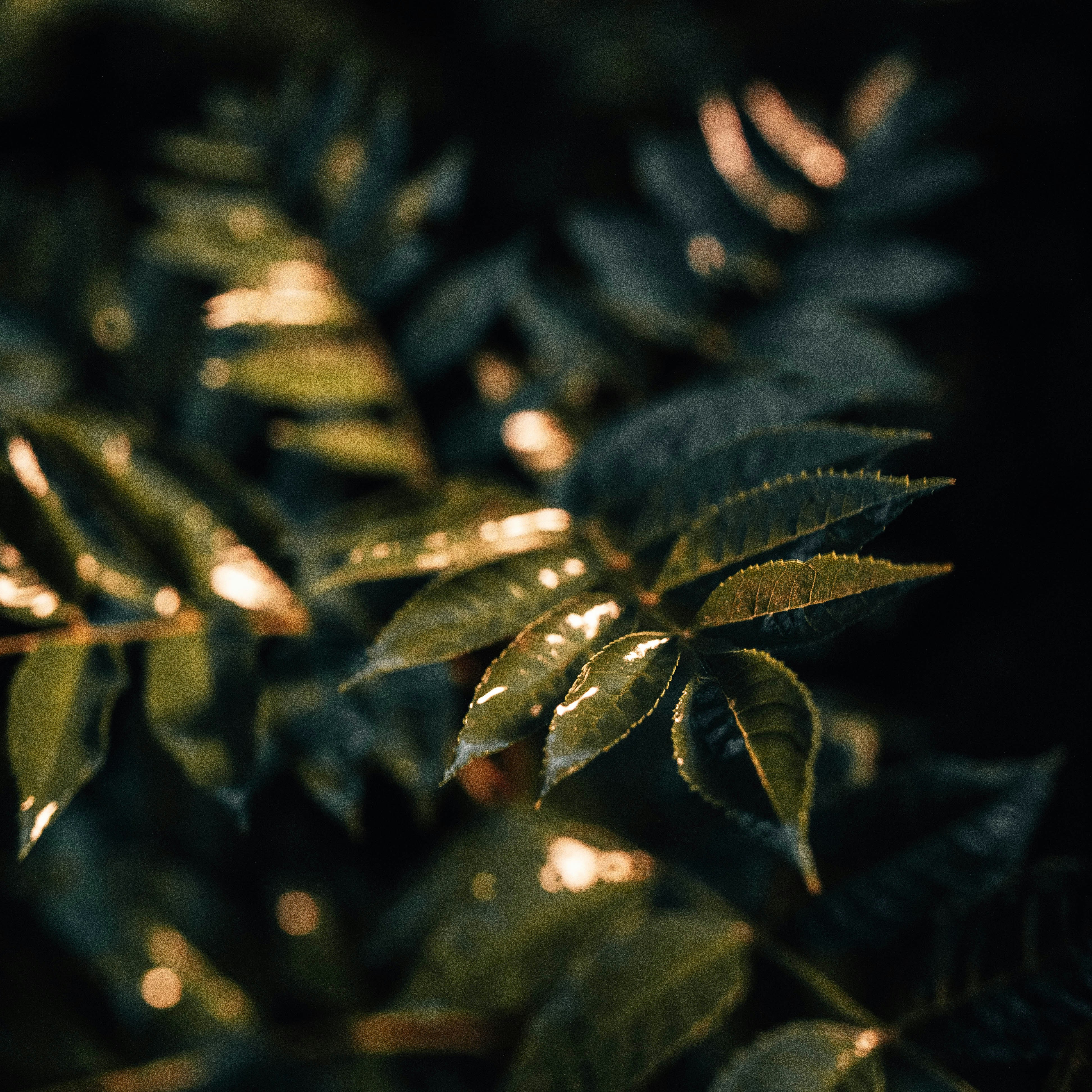 unnamed image