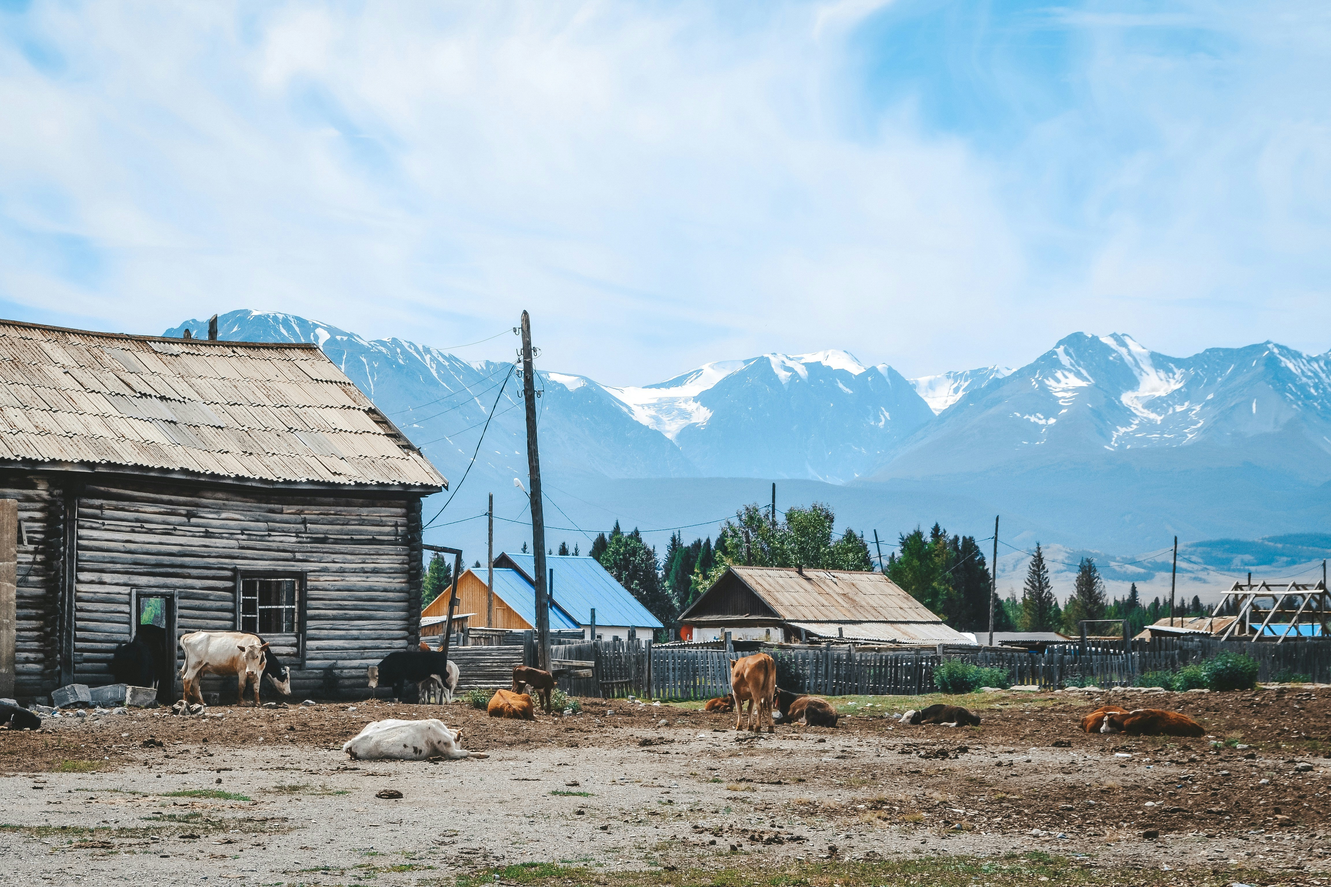 бурый скот за пределами дома