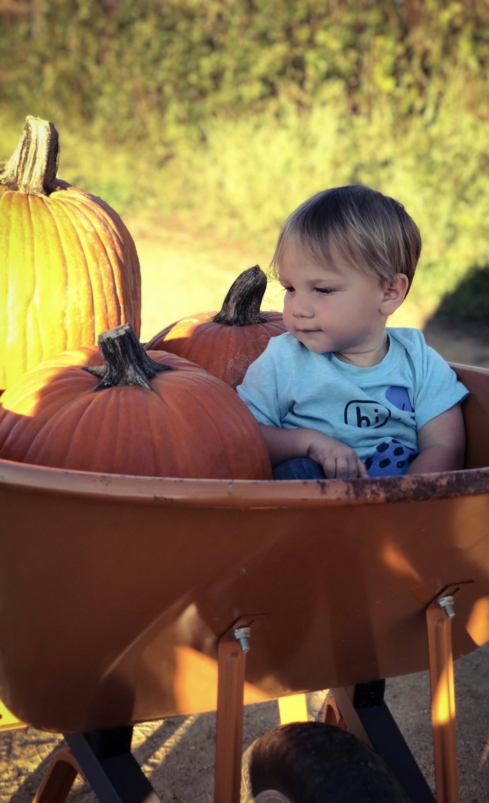 boy wearing blue crew-neck t-shirt sitting on the wheelbarrow beside the squash