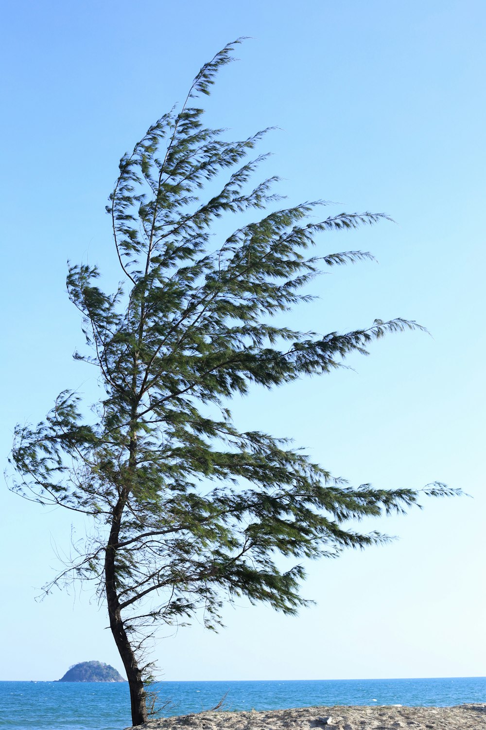 green-leafed plant