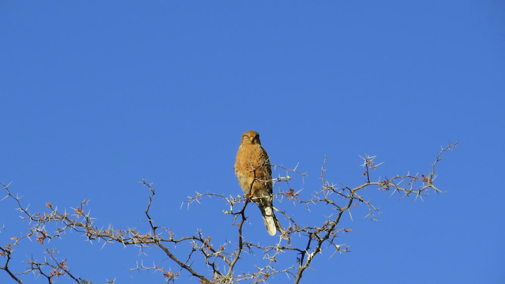 shallow focus photo of brown bird on tree branch