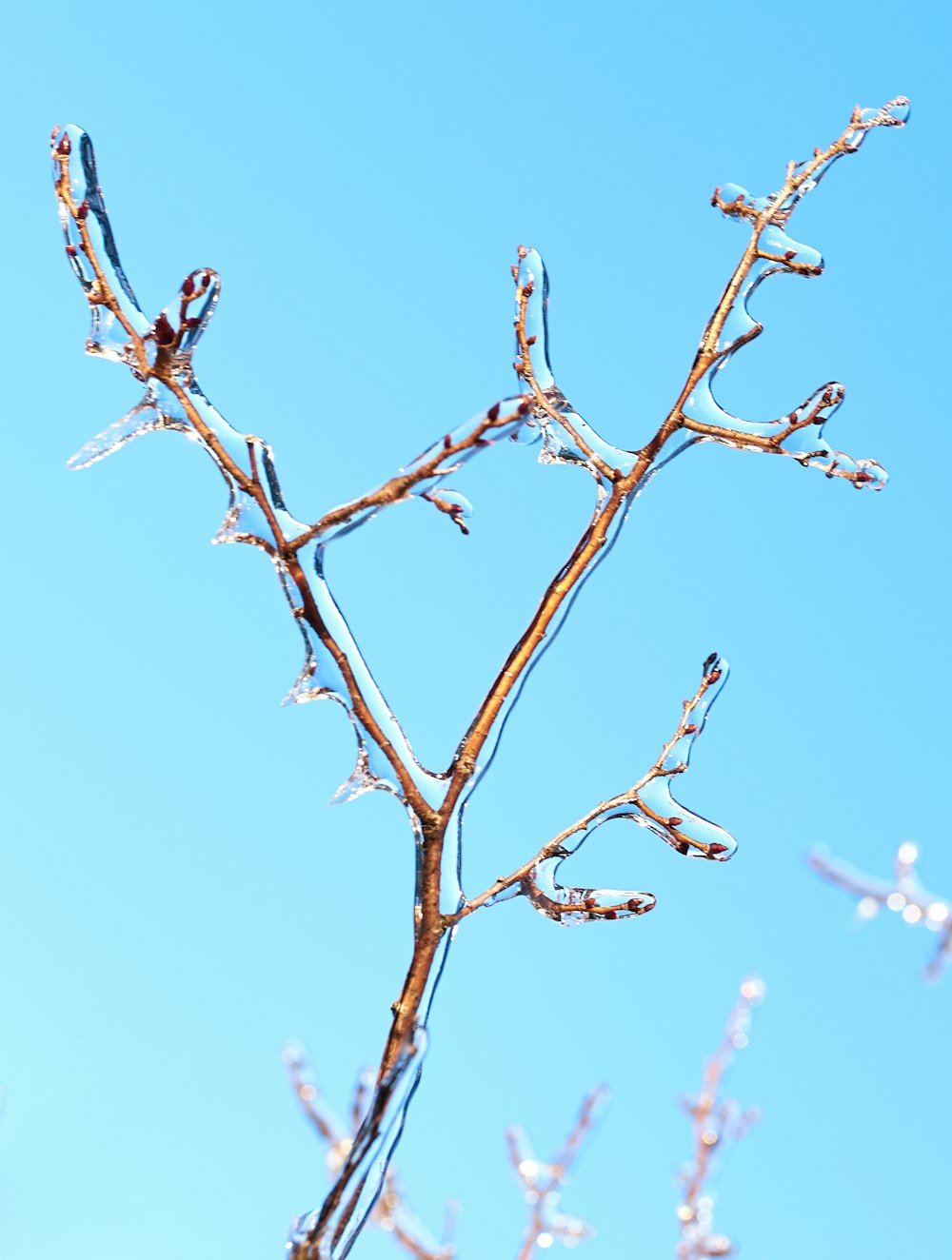 bare branch with ice