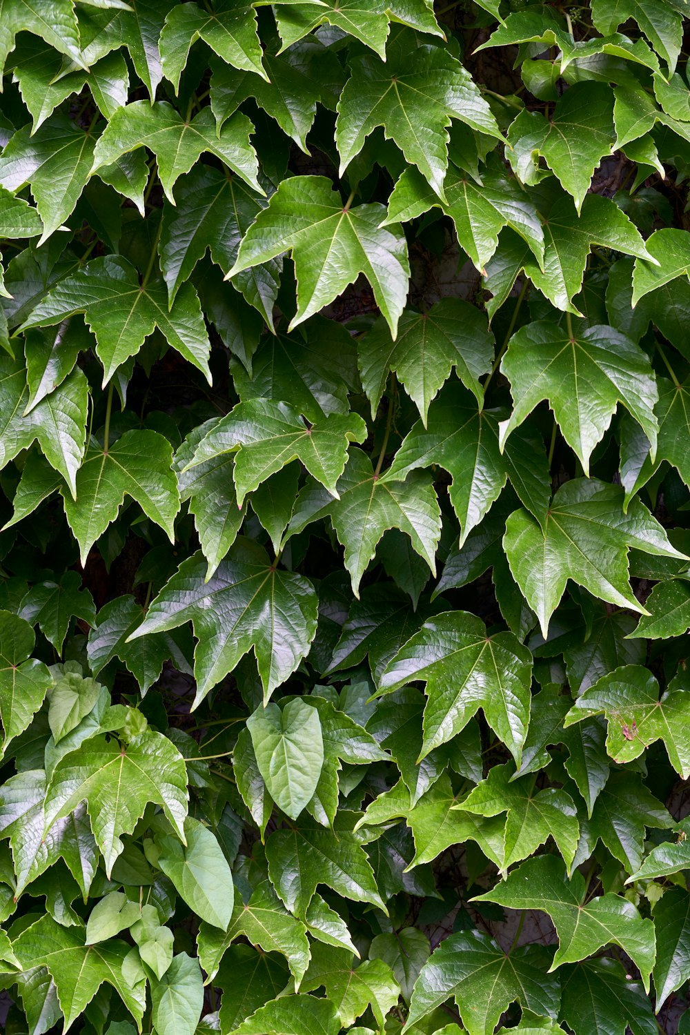 green-leafed plants