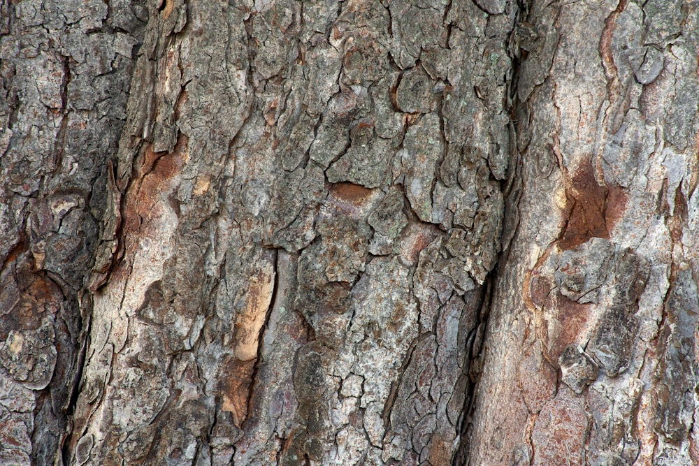 brown trunk