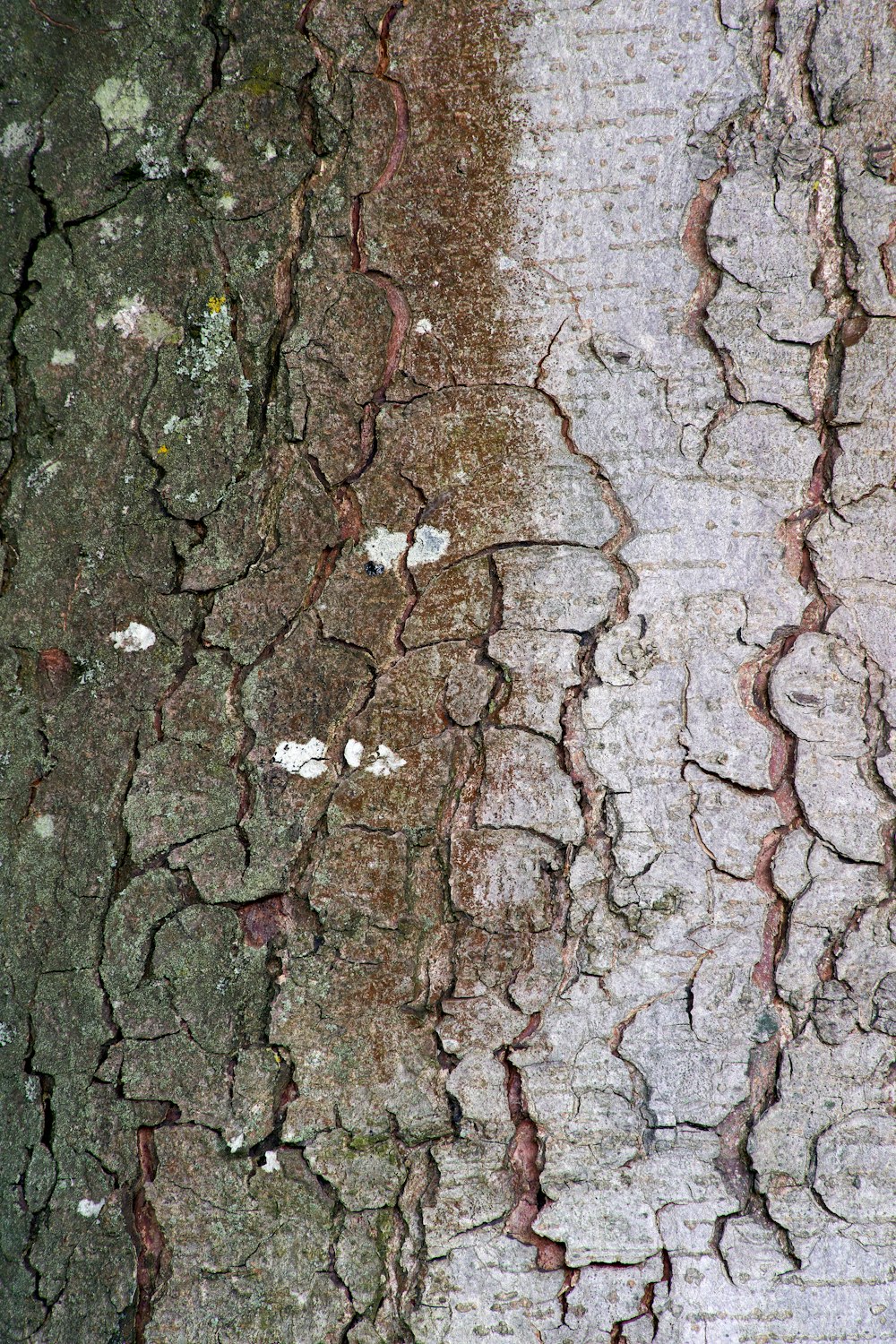 superfície marrom e cinza do tronco da árvore