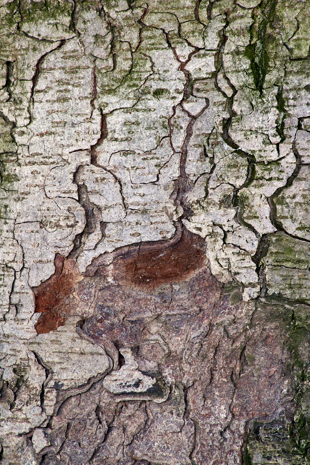 tronc d'arbre