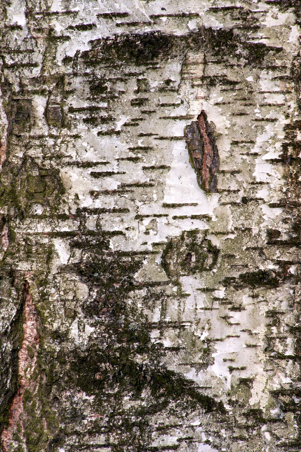 tree trunk