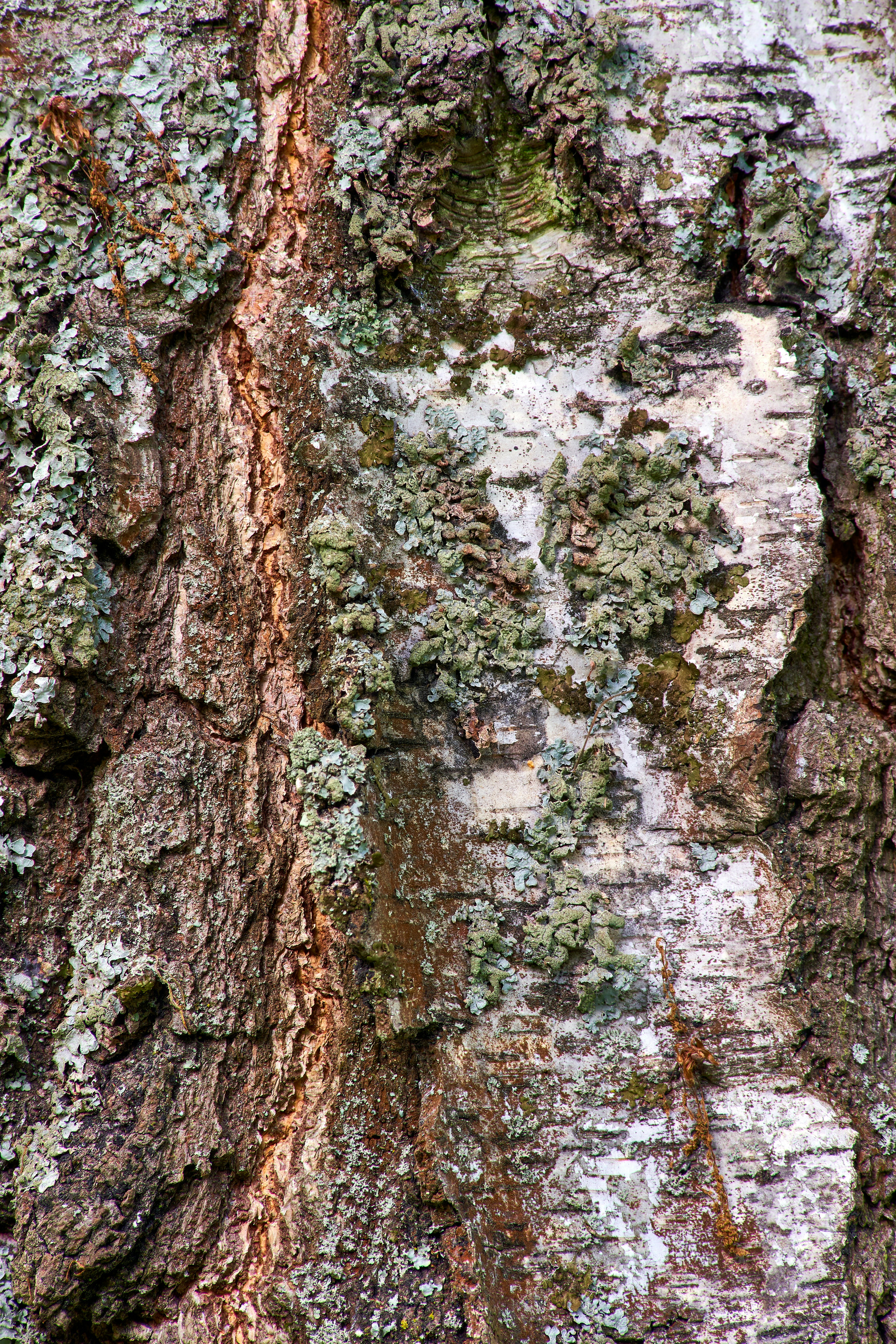 Photo by wolfgang_hasselmann