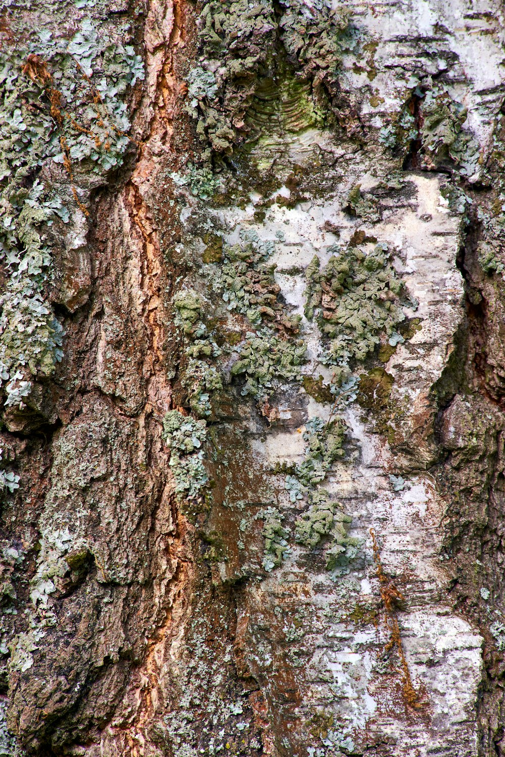 a close up of the bark of a tree