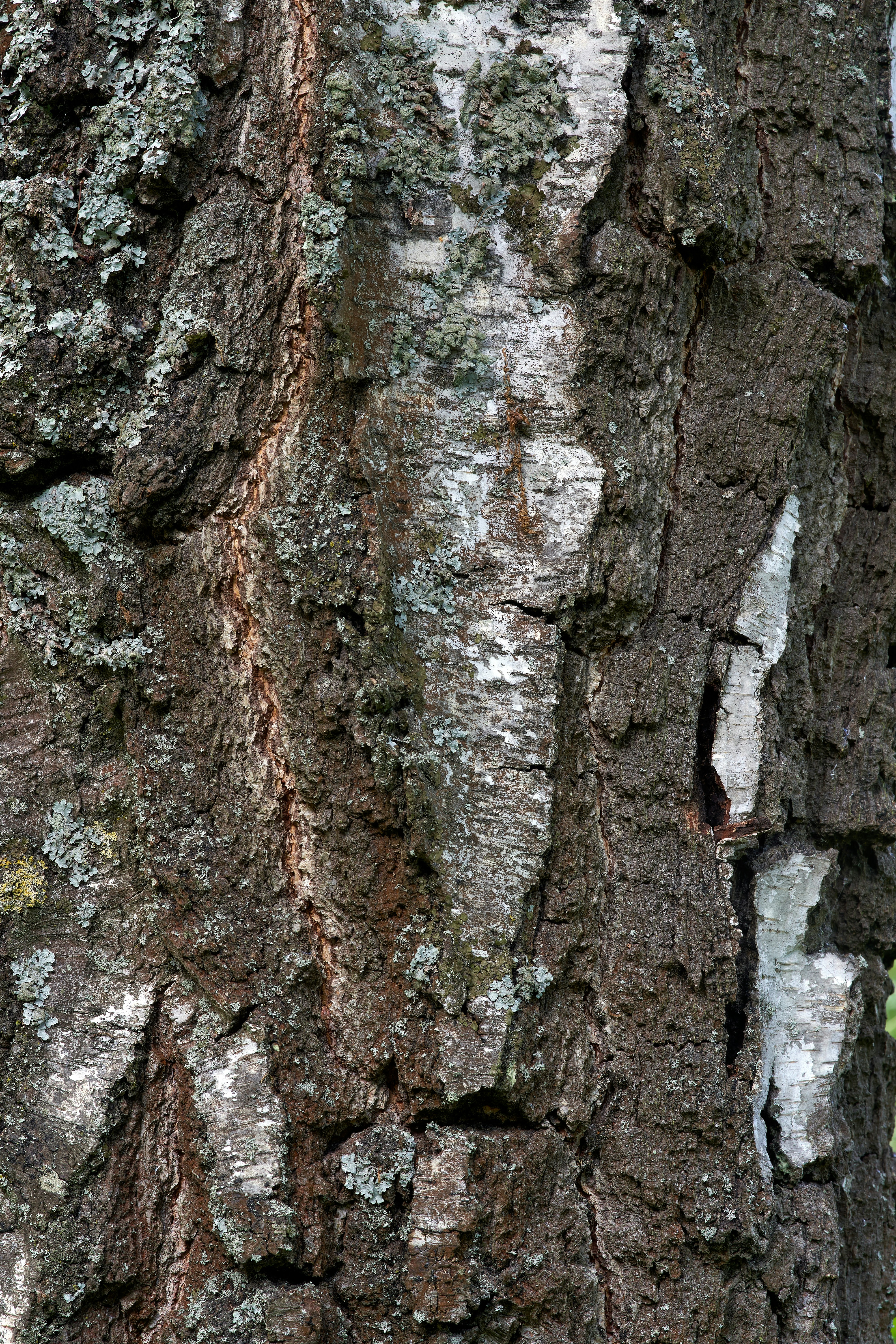 Photo by wolfgang_hasselmann