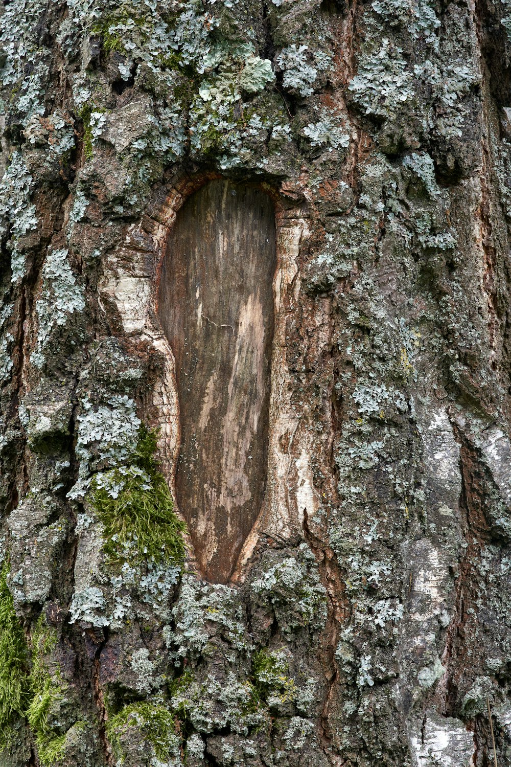 a tree with a hole in the bark