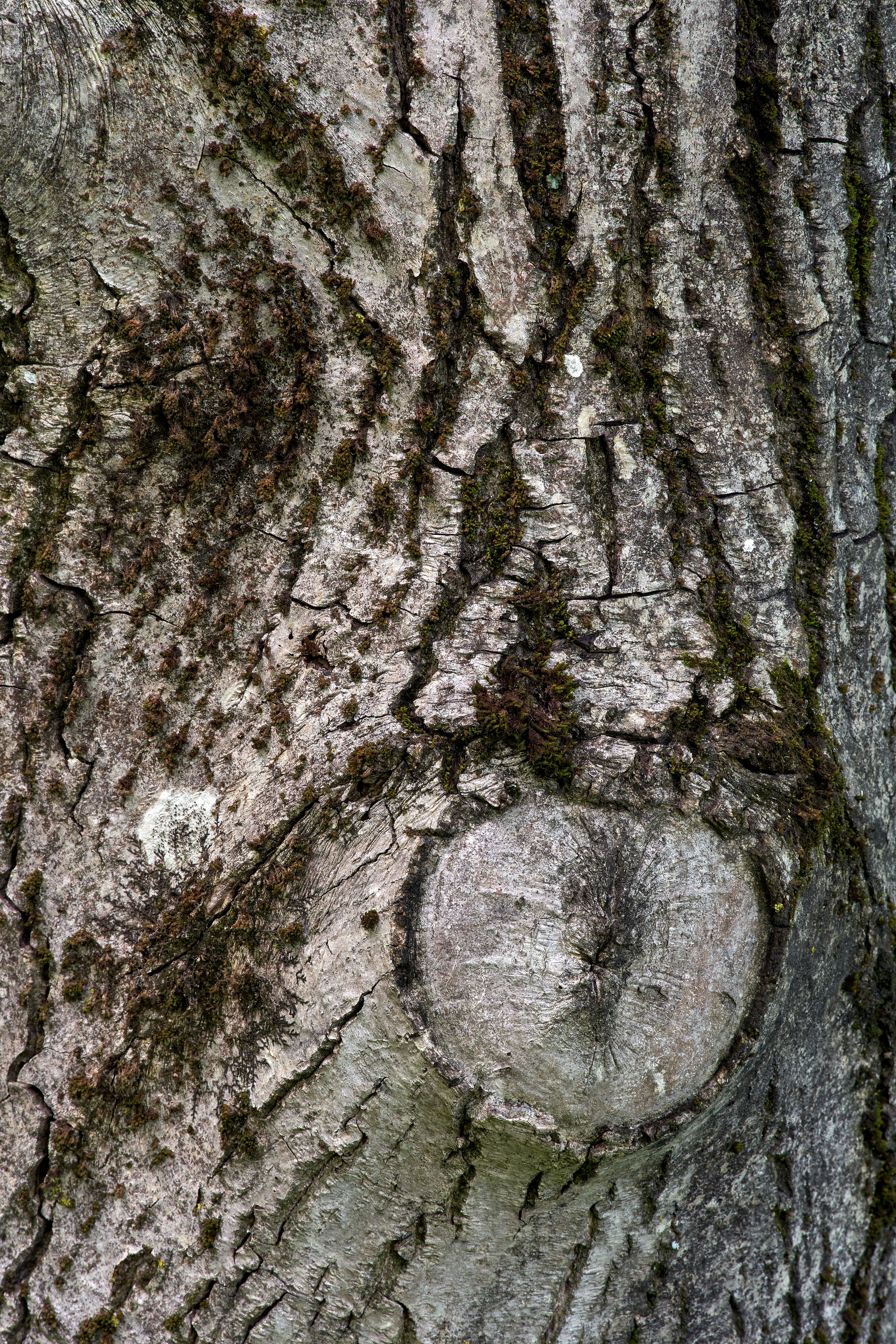a close up of the bark of a tree