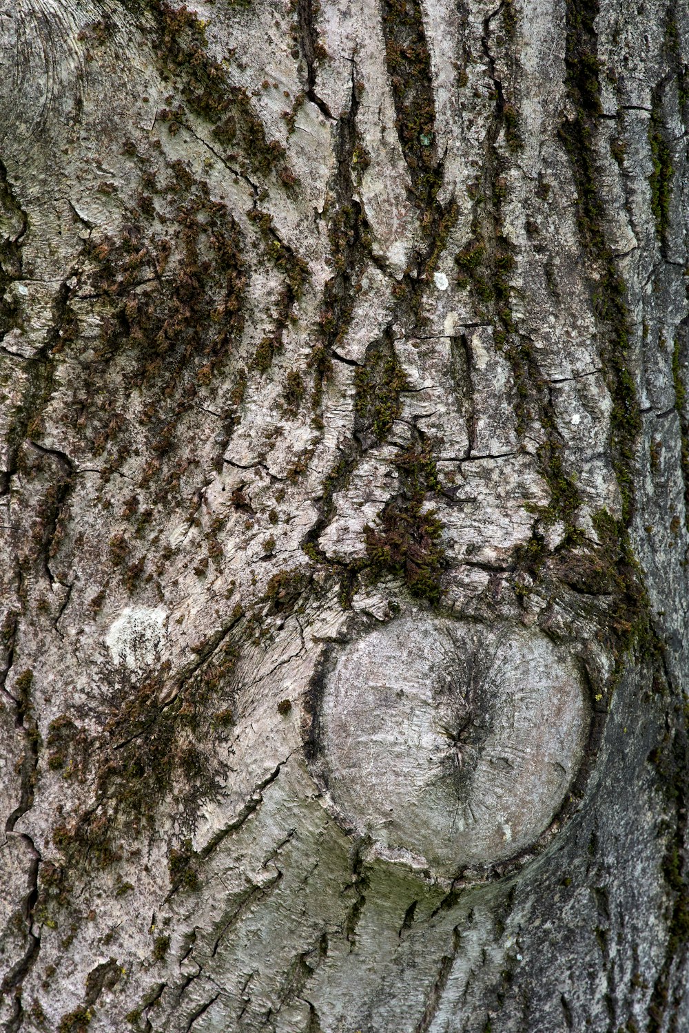 a close up of the bark of a tree