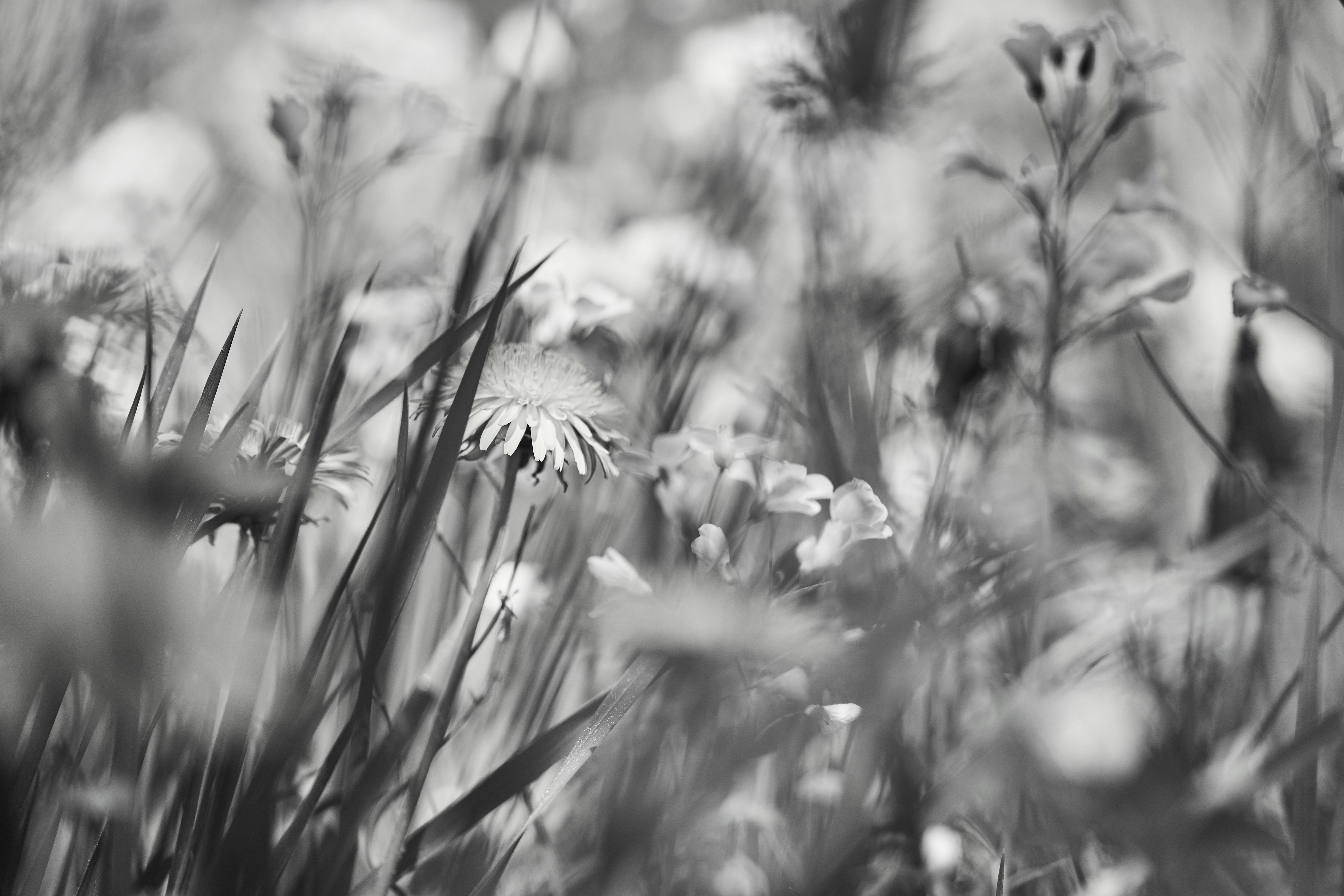 Photo by wolfgang_hasselmann