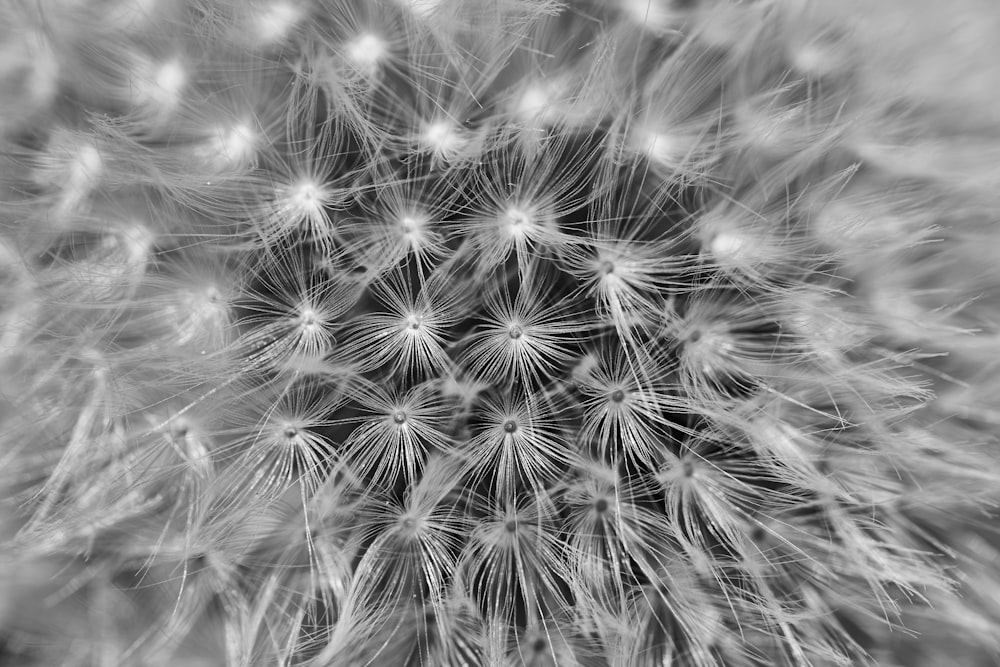 white dandelion