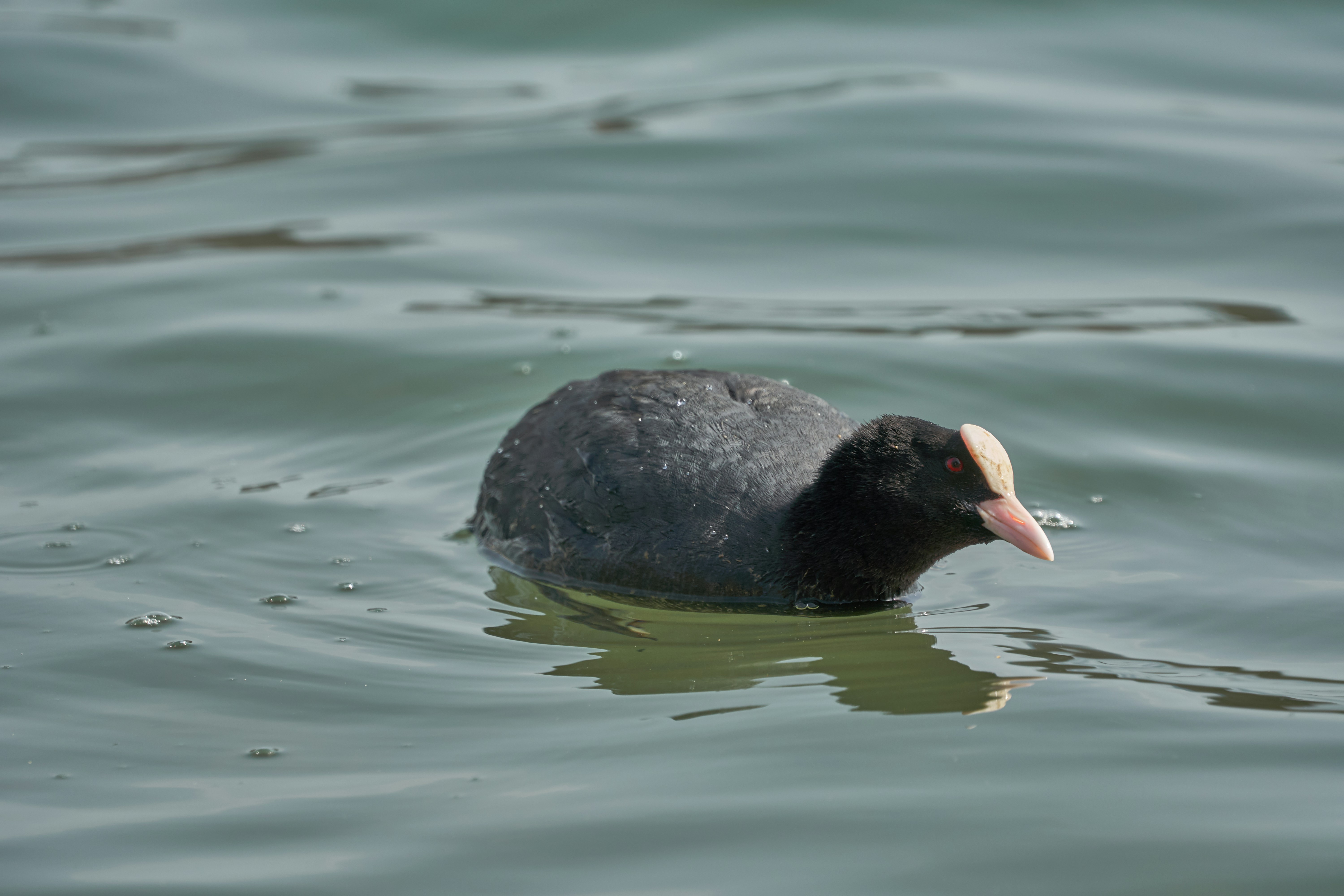 Photo by wolfgang_hasselmann