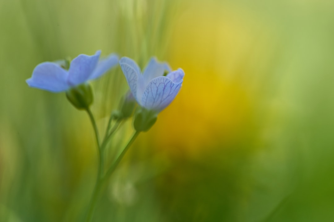 selective focus photo of blue flower