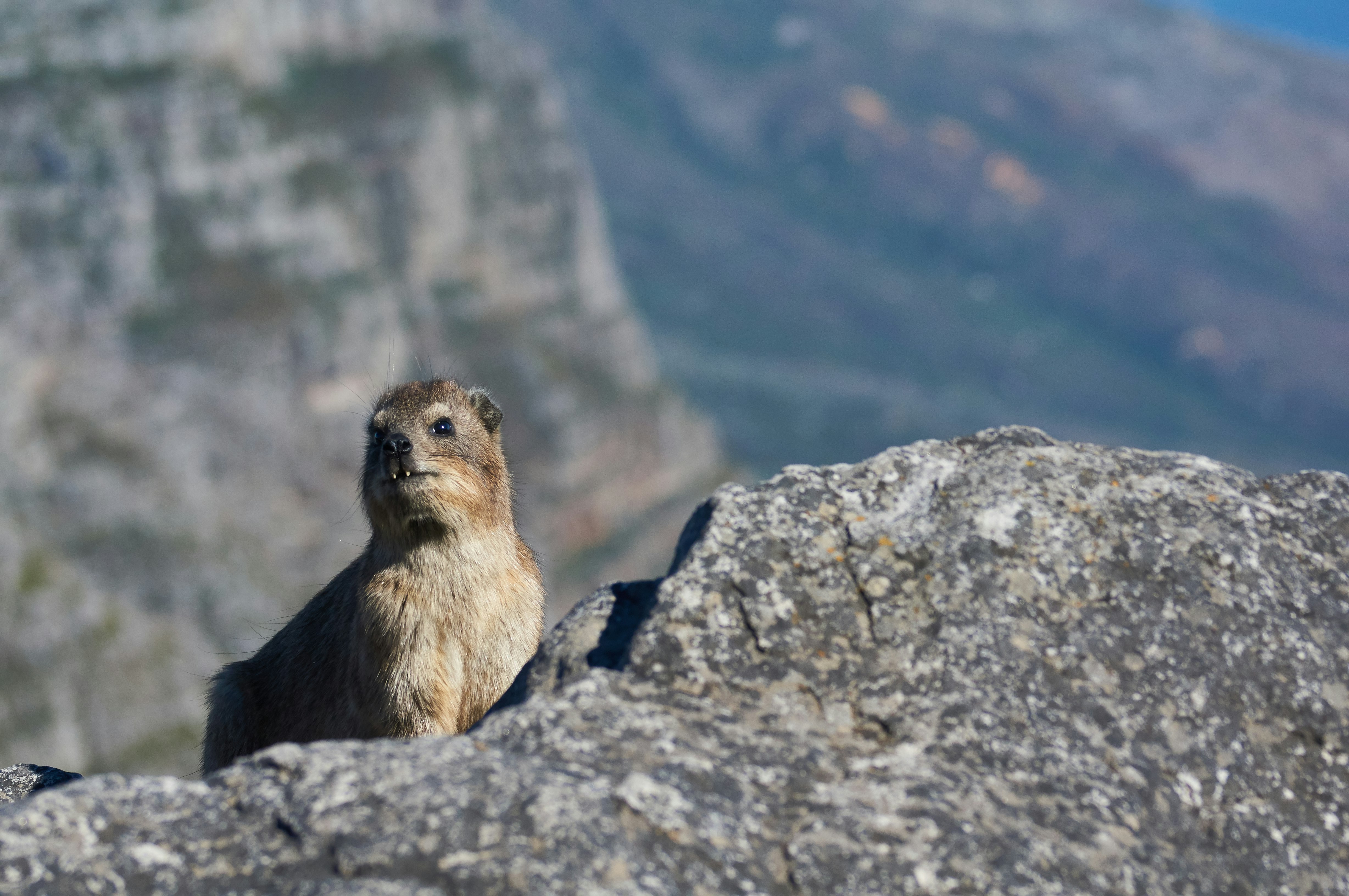 brown animal standing on gray rock