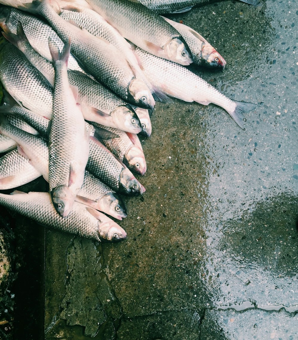 Lote de manojo de pescado