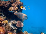 fishes underwater near corals