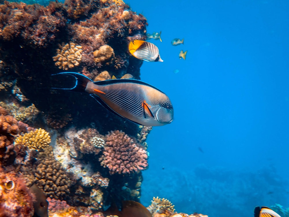 fishes underwater near corals