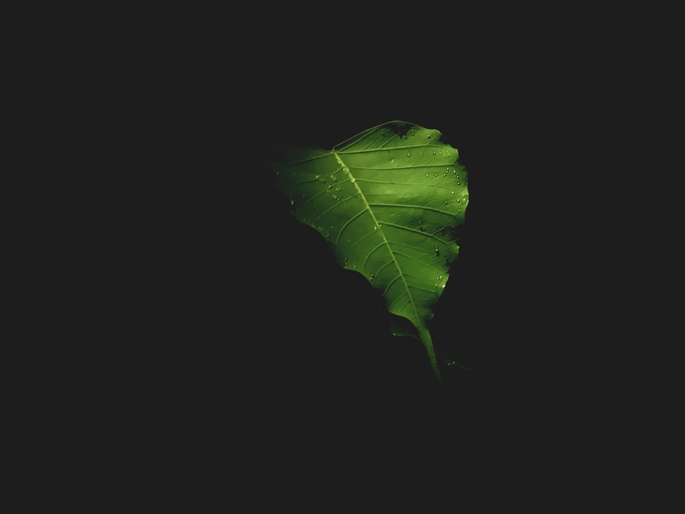 緑の葉