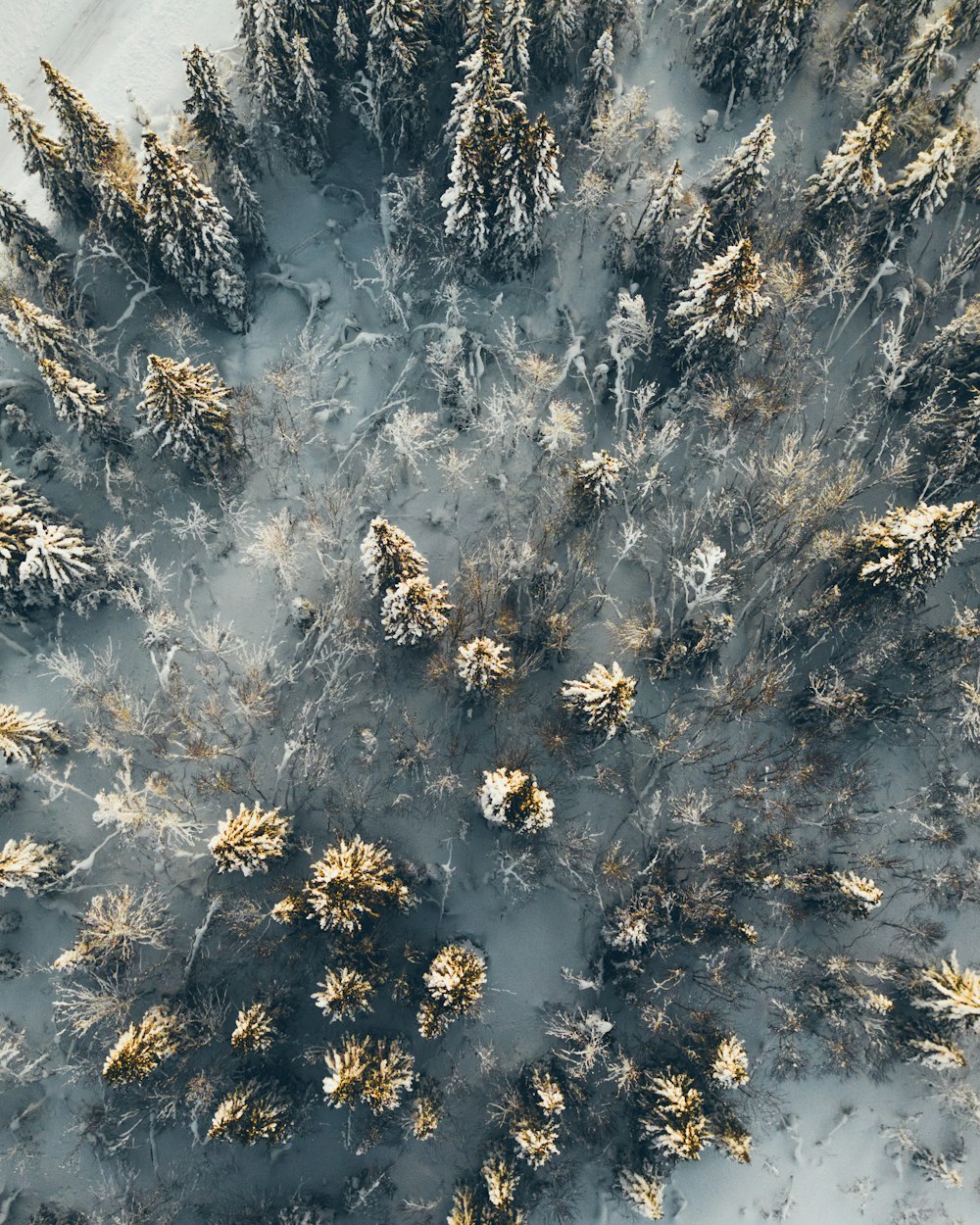 aerial photography of trees