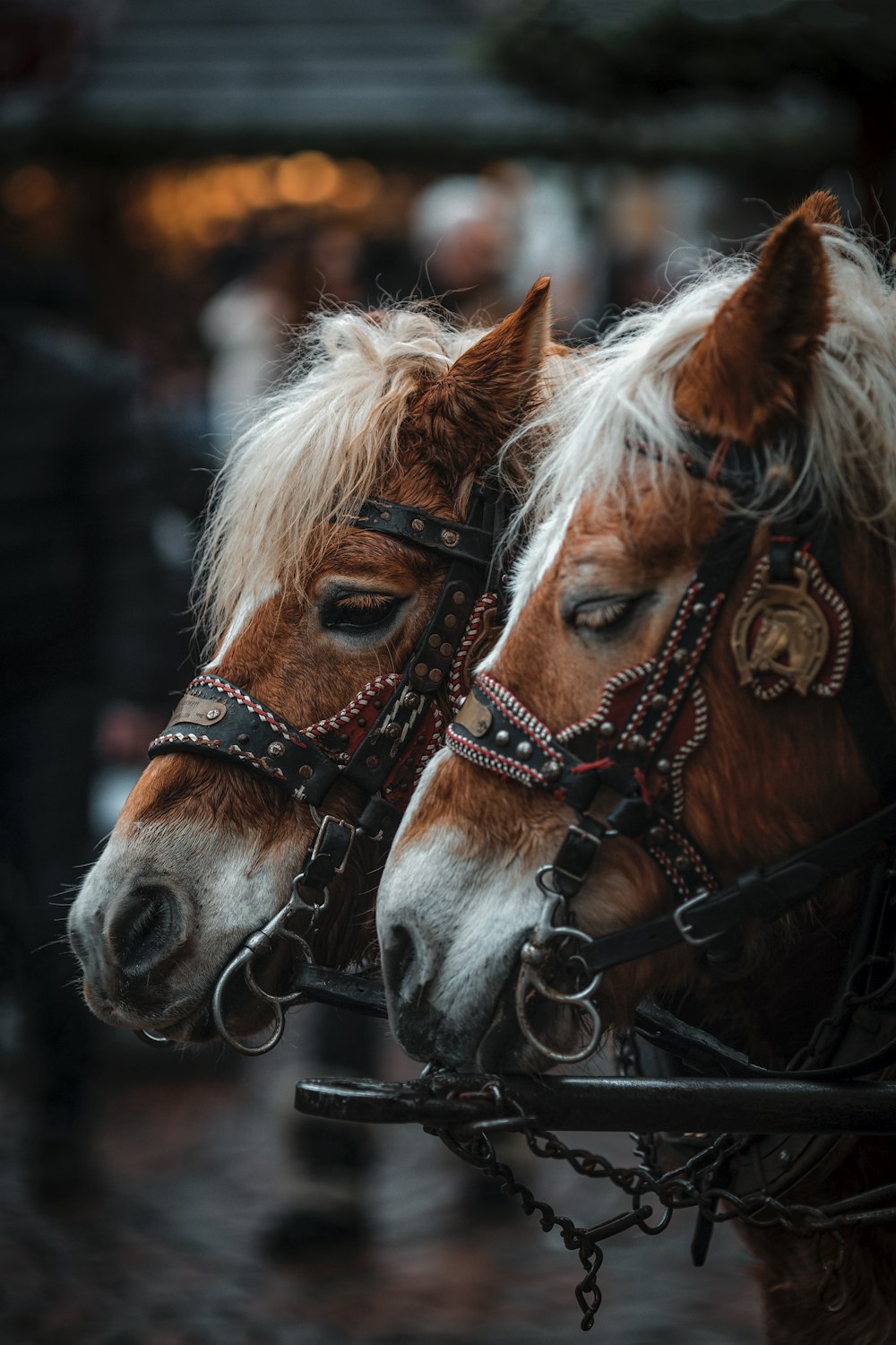 Fotografia a fuoco selettiva di cavalli marroni e bianchi