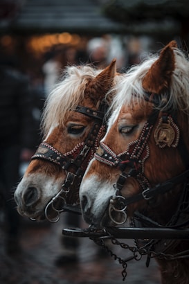 Two horses with light brown fur and white manes are harnessed side by side. They wear elaborate leather bridles with decorative beadwork. The background is blurred, hinting at an outdoor setting with what might be people and buildings.