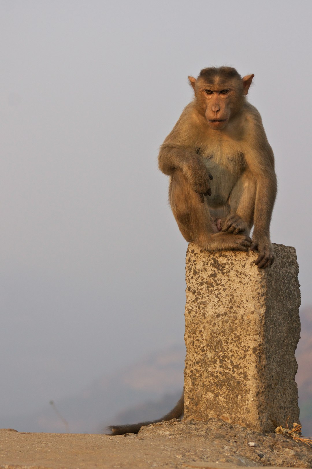 monkey sitting on stone