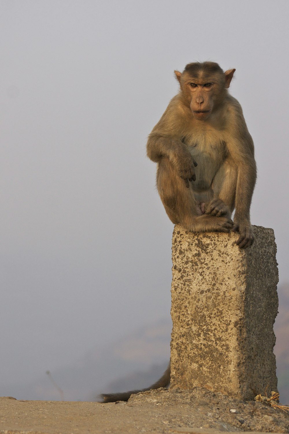 monkey sitting on stone