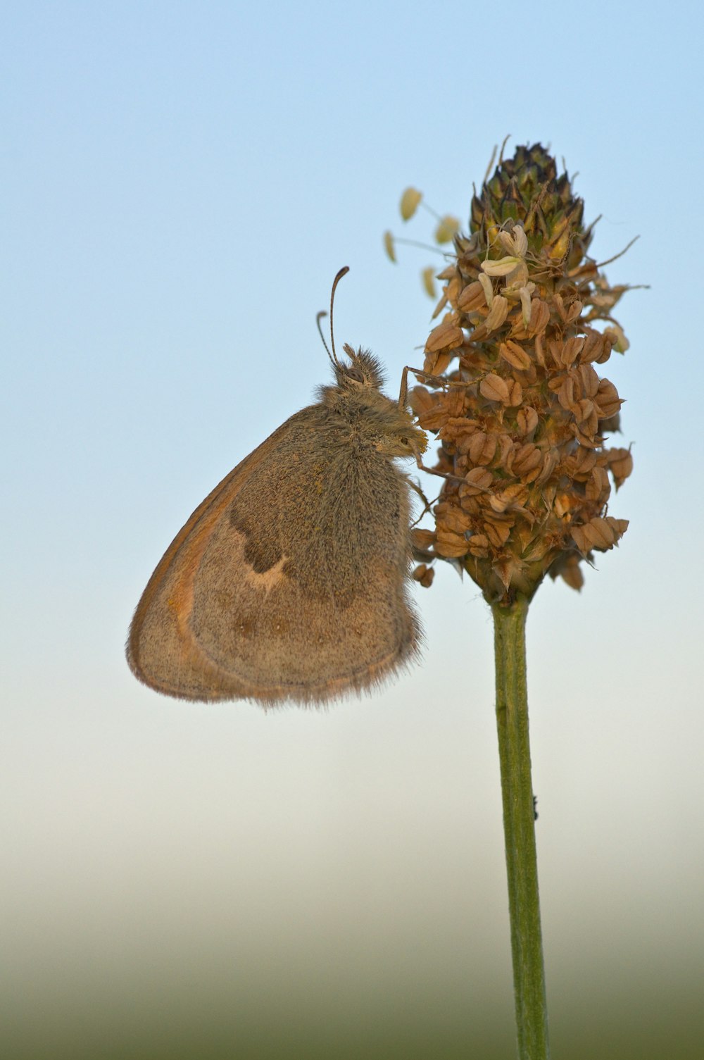 brown butterfly