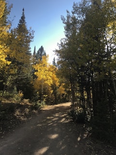 A sunlit mountain trail winding through vibrant autumn trees under a clear blue sky.