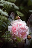 pink and white petaled flower