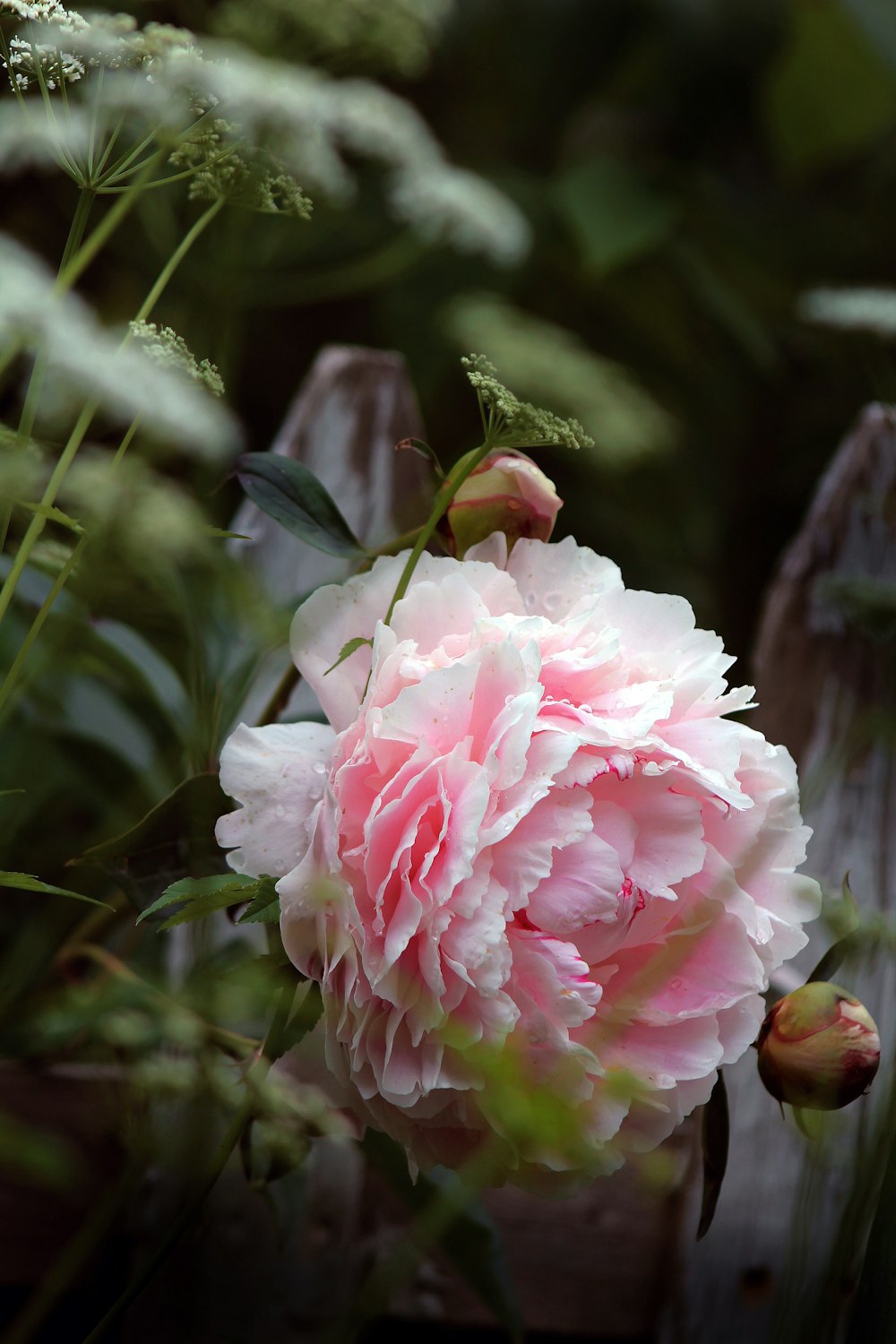 pink and white petaled flower