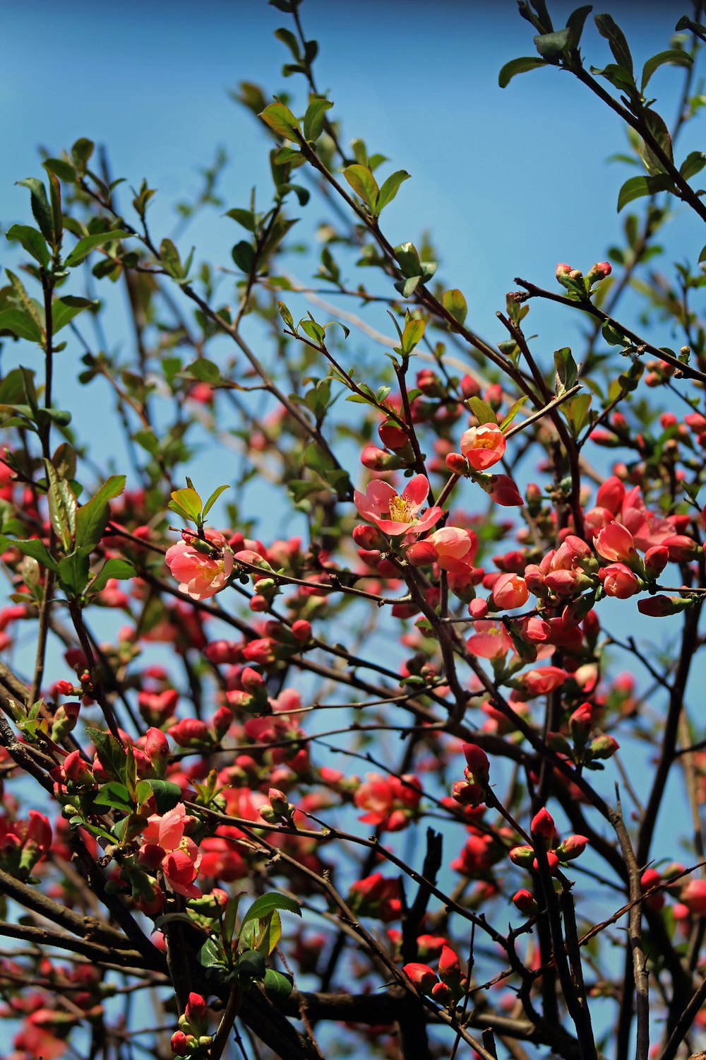 red petaled flowers