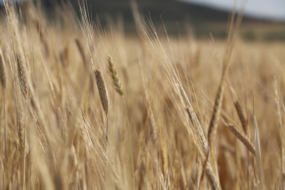 brown wheat field