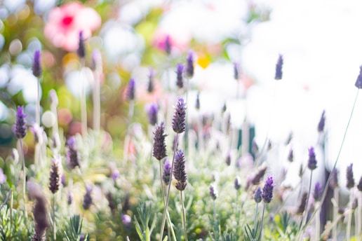 assorted-color petaled flowers